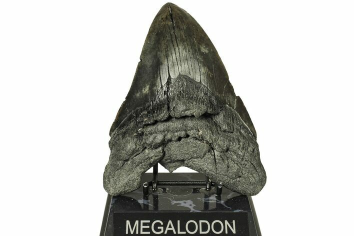 Huge, Fossil Megalodon Tooth - Repaired #226462